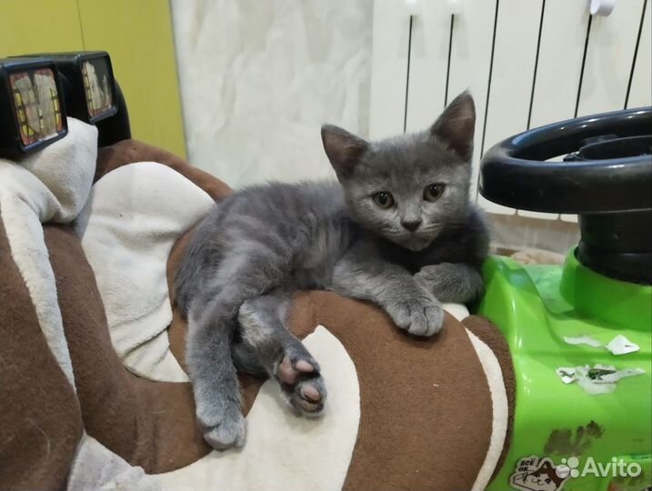 Шотландский котенок