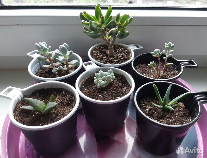 Суккуленты и кактусы: хоббит, хатиора и декабрист