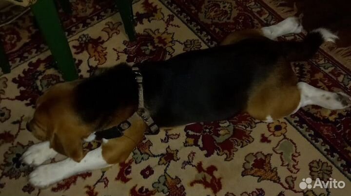 Бигль вязка