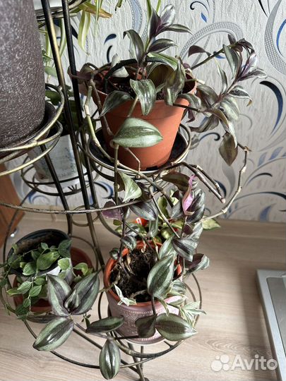 Традесканция зебрина