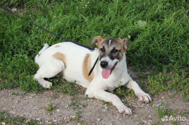 Отдам щенка девочку 6 месяцев