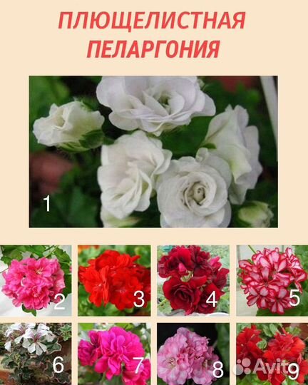 Пеларгония герань