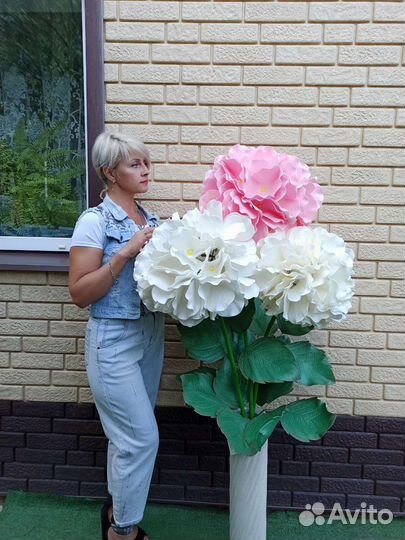 Гортензия интерьерная