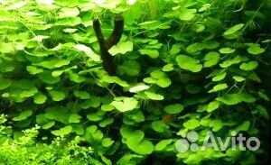 Гидрокотила белоголовая или щитолистник