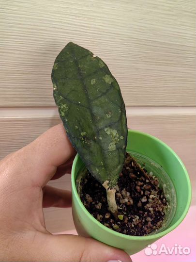 Хойи и цветы разные