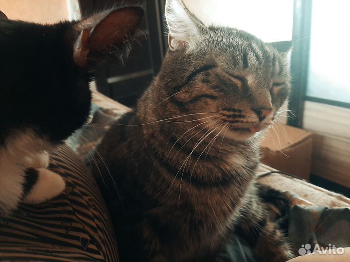 Котик полосатик, нянька