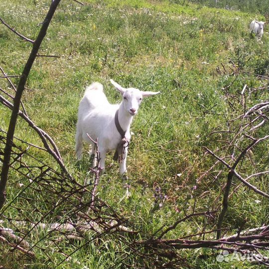 Козлята
