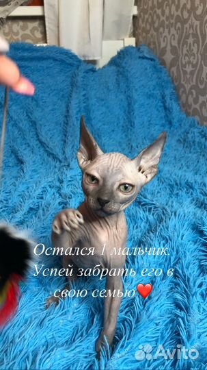 Котята сфинкс канадский