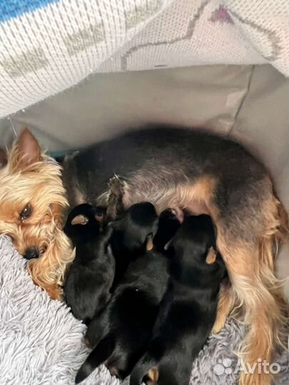 Вязка мини йорк