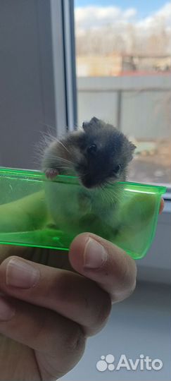 Сирийский хомяк мальчик