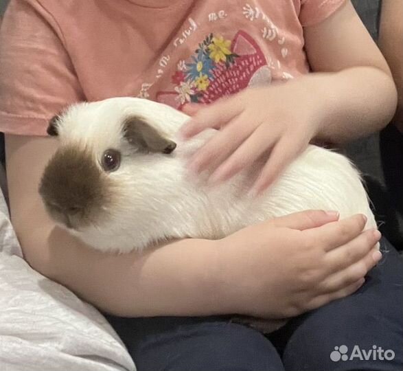 Самец Морской свинки для вязки