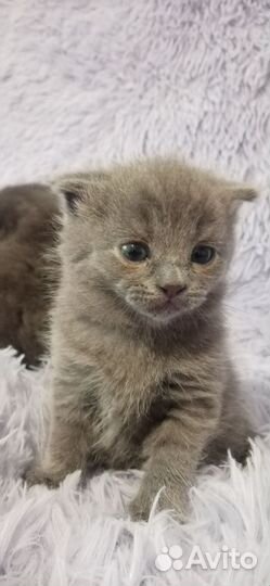 Шотландская вислоухая