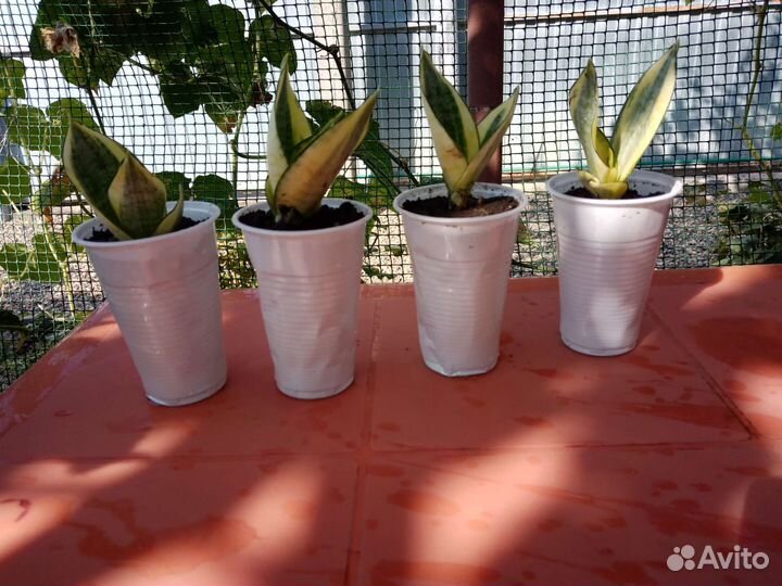 Сансевиерия