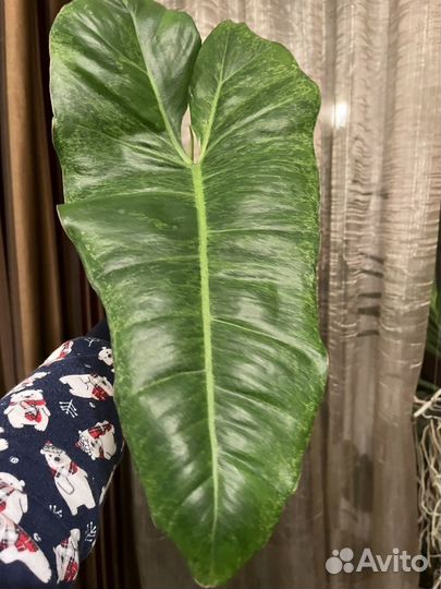 Филодендрон параисо верде