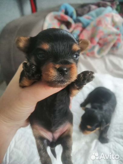 Йоркширский терьер мини