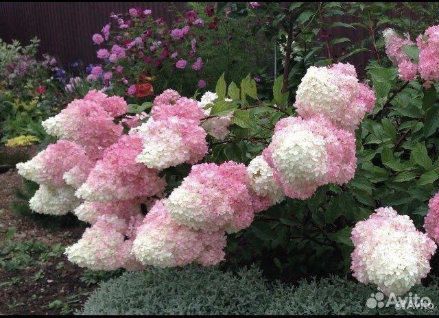Гортензии и др