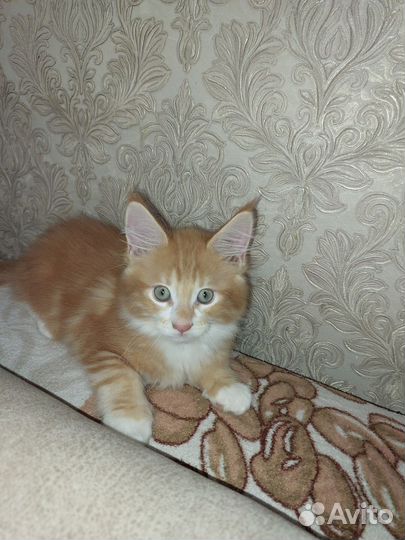 Котята мейн-кун