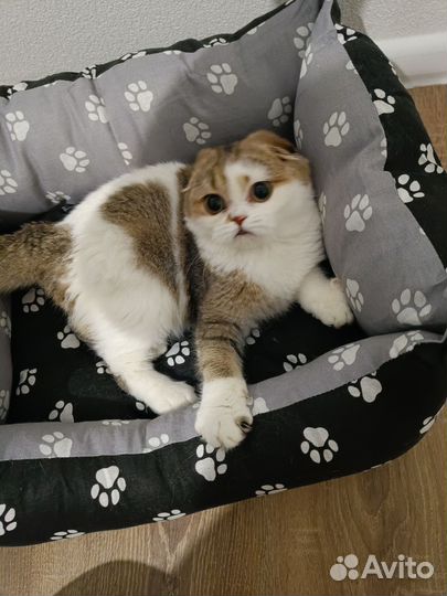 Шотландский котик