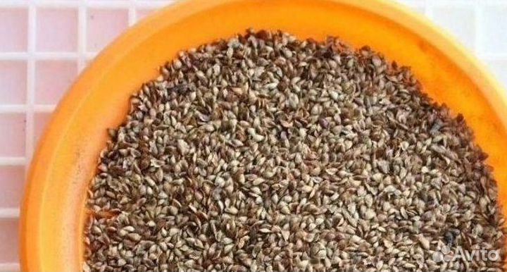 Семена ели обыкновенной