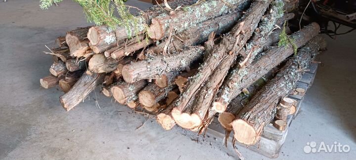 Спилы можжевельника