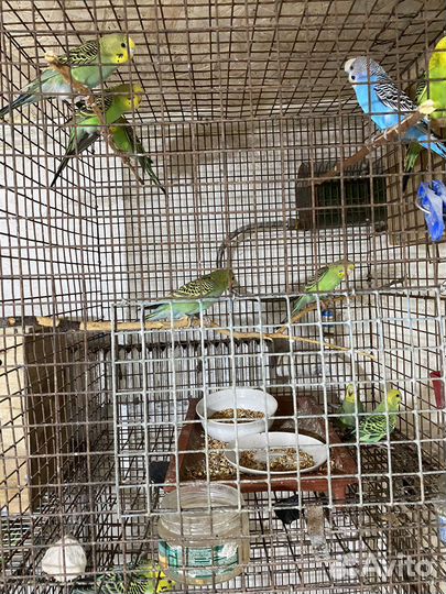 Волнистый попугай