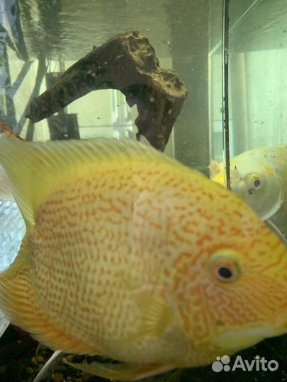 Аквариумные рыбы Северум