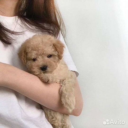 Выгул собак