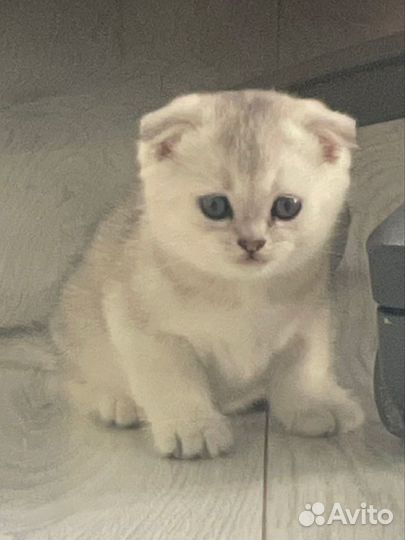 Шотландская вислоухая шиншилла