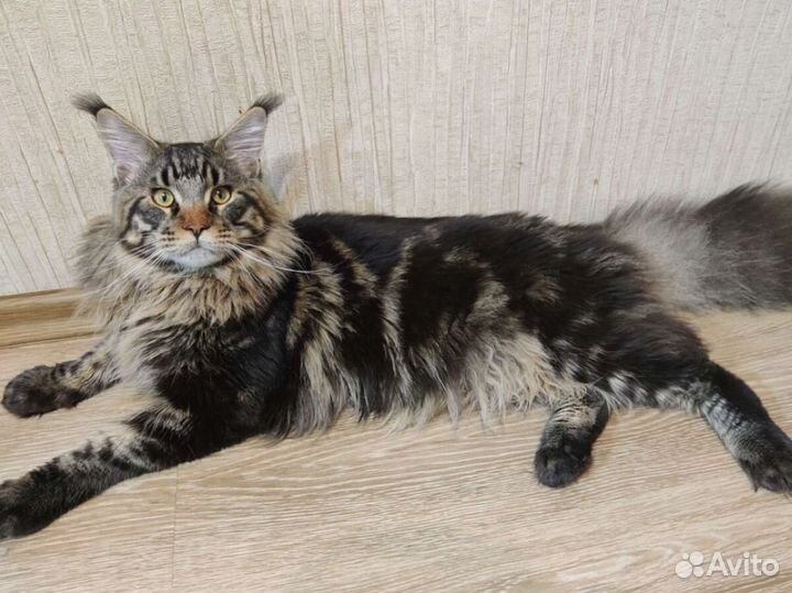 Котёнок Мейн-Кун