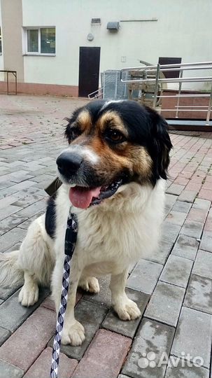 Ищем хозяина или в добрые руки