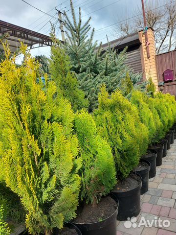 Туи Ауреа нана, туи Смарагд, голубые ели