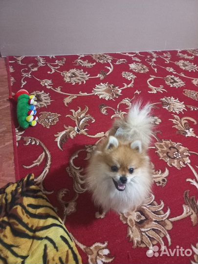 Немецкий шпиц