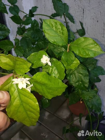 Комнатный жасмин