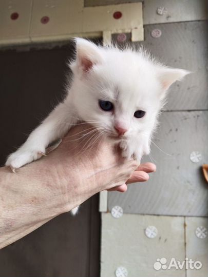 Белый котенок 1,5 месяца