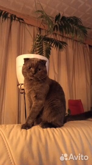 Шотландские вислоухие котята