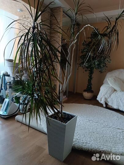 Пальма драцена