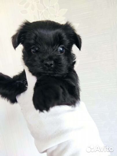 Черный цветной Йорк девочки Милашки