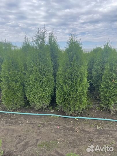 Туя колумна,смарагд