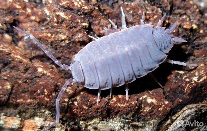 Мокрицы и хищный клещ(антиклещ) санитары для терра