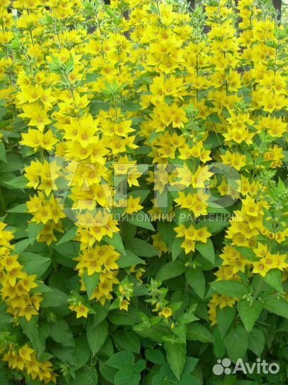 Вербейник точечный и монетчатый