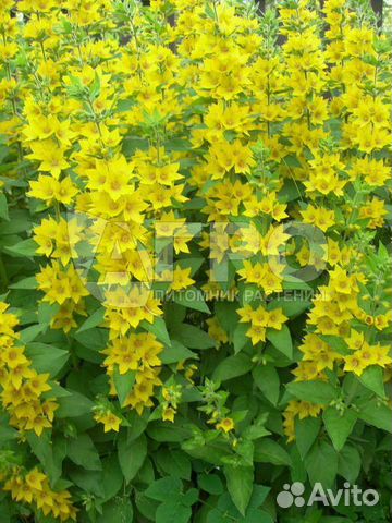 Вербейник точечный и монетчатый