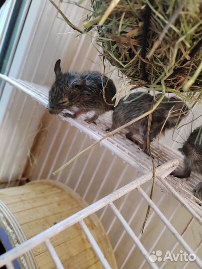 Чилийская белка Дегу