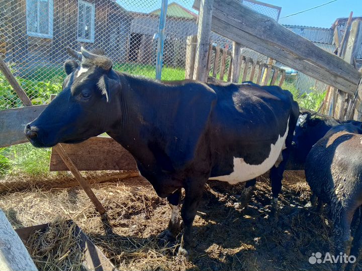 Продам двух коров