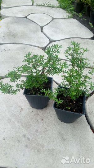 Лапчатка кустарниковая