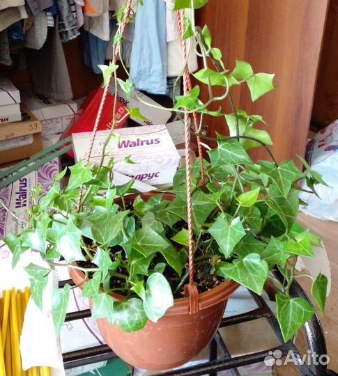 Крестовник крупноязычковый