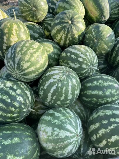 Арбуз оптом