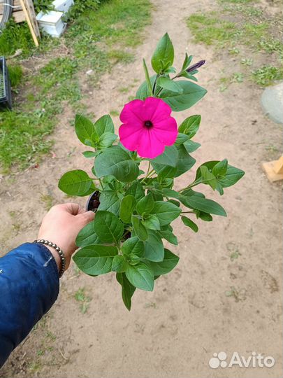 Петуния тайдалы