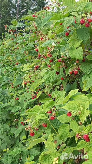 Саженцы малины,ирги,калины,абрикос, виноград,слива