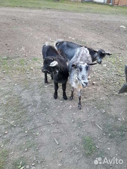 Коза дойная молочная