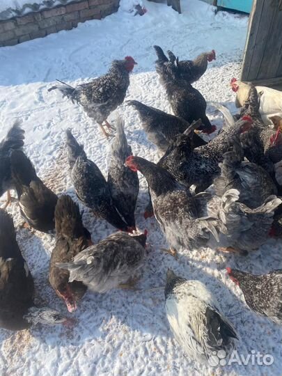 Куры доминант и Петухи